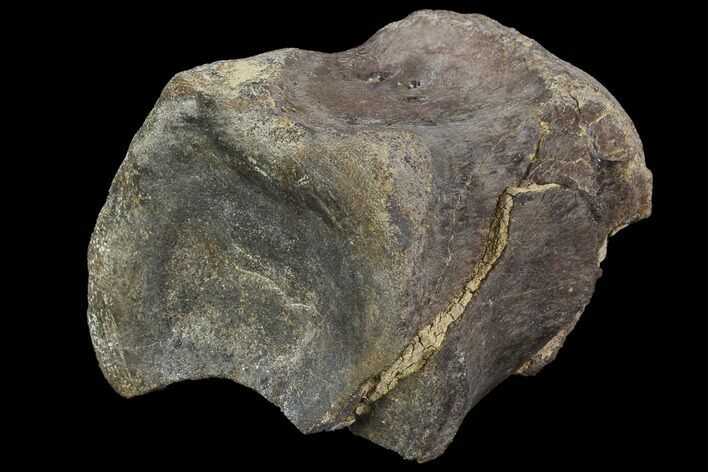 Fossil Hadrosaur (Kritosaurus) Vertebra - Texas #97798
